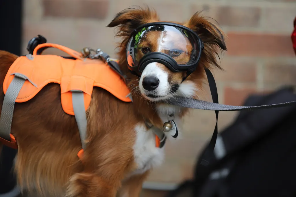 A search technician and search dog